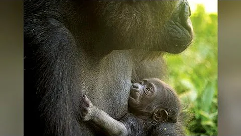 Baby gorilla makes debut at Philadelphia Zoo
