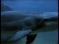 Call Of The Dolphin Composed By Ken Davis Vocals Australian Barry Leef