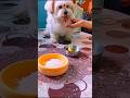 Pokur lunch a ache chicken bhatu😃 #dog #pets #shorts #youtubeshorts #lunch