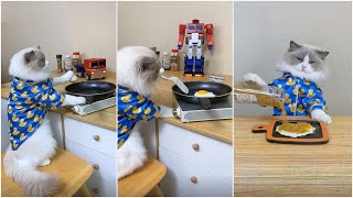 Cats make food 2023 "That Little Puff" Tiktok Compilation #3