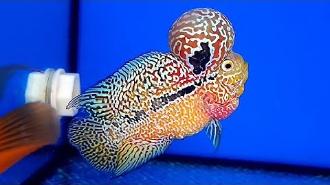 Cá La Hán KAMFA F2 mới T6/25 Tuyển Chọn Chất Lượng Size Nhí