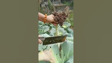 The process of harvesting cabbage = good tools to increase efficiency