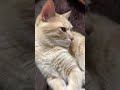 ピポピポポッピーポー😆 #cat #ねこ #catvideos #ちゃちゃまる #cute #funnycat
