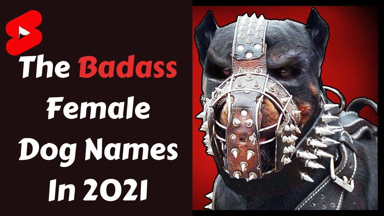 The Badass Female Dog Names In 2021 