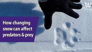 How changing snow can affect predators and prey