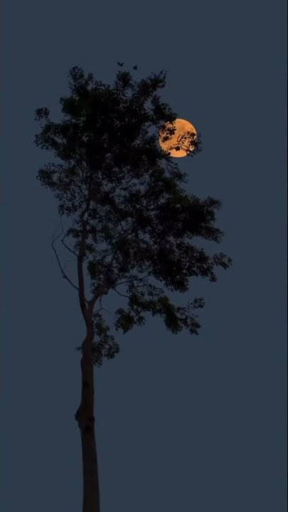 Night Vibe🖤🌜WhatsApp Status | Feel The Vibe | #nightvibes | #feel