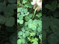 4つ葉だらけとおまけあり🍀#四つ葉のクローバー