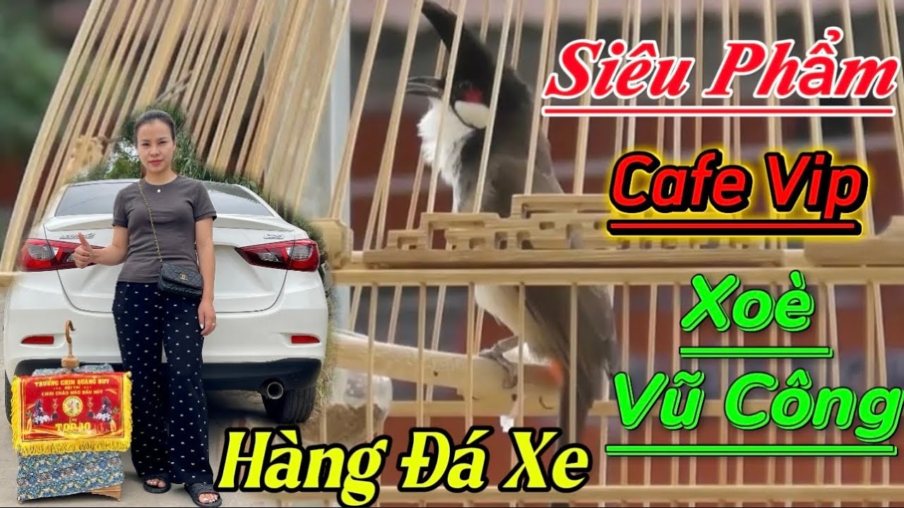 25/12-Thanh Lý Bé Cọp Dân Bản-Bộ Lực Phách Đánh Máy Lật Cầu Săn Dí Chim/Bổi Vip Siêu Xoè Ôm Cóng 