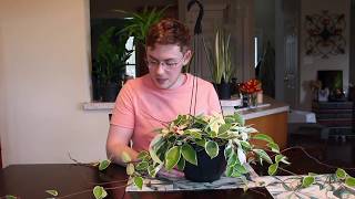 Houseplant Care Guide Hoya Carnosa Tricolor