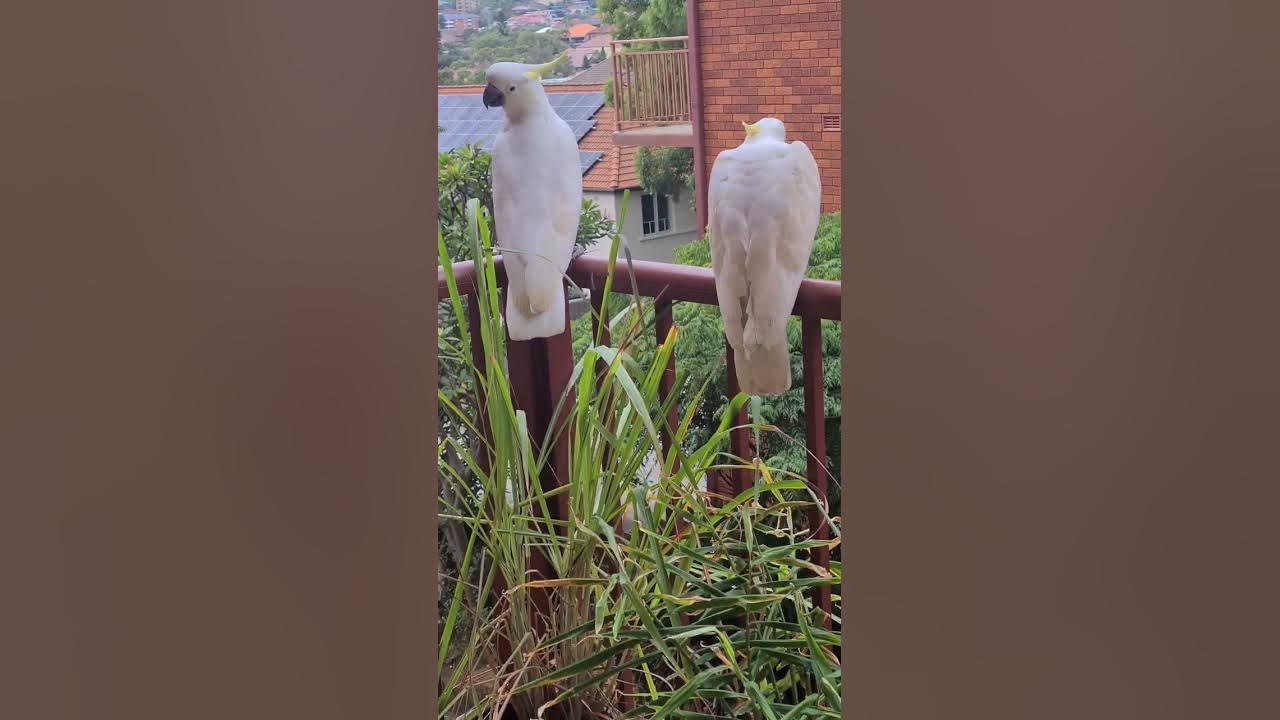 The cockatoos on our balcony thos afternoon. YouTube