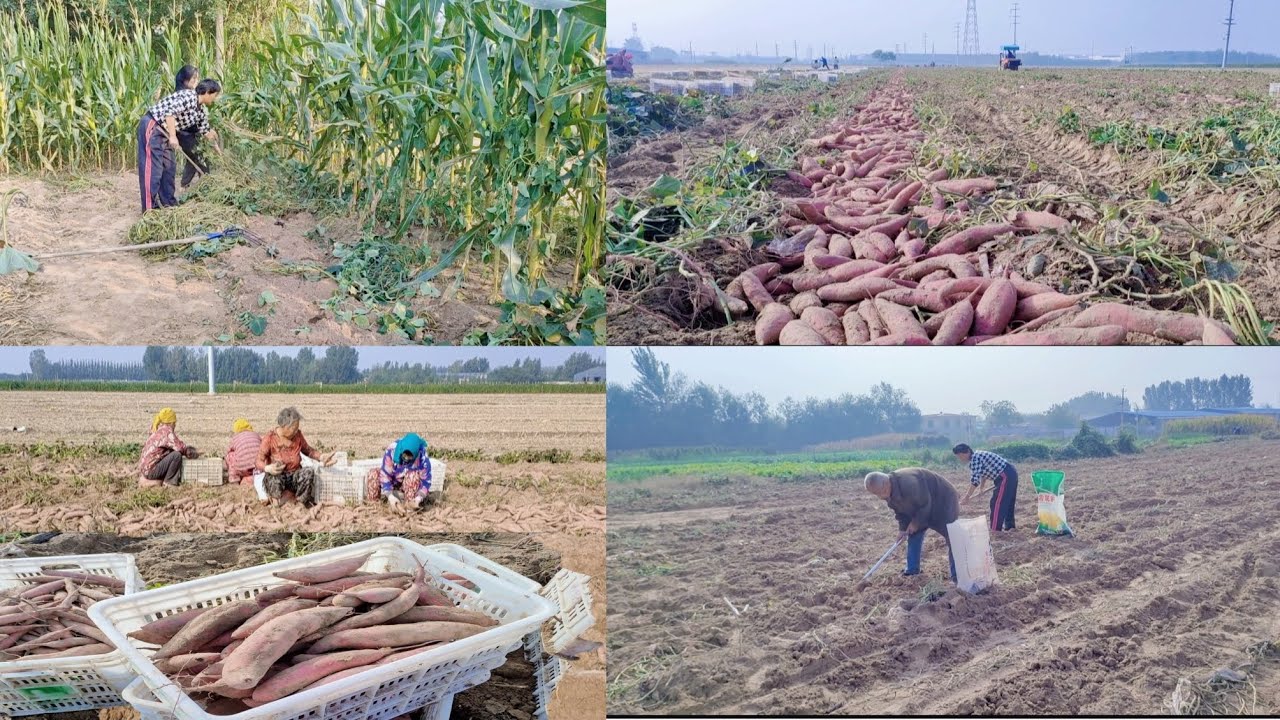 dâu việt cùng mẹ chồng đi mót khoai lang cắt dây lang về cho dê ăn ...