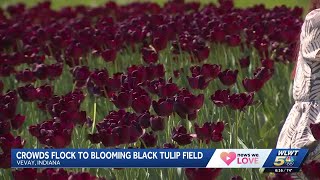 Celebrity tattoo artist Kat Von D plants 15,000 black tulips next to her Indiana home Net Worth