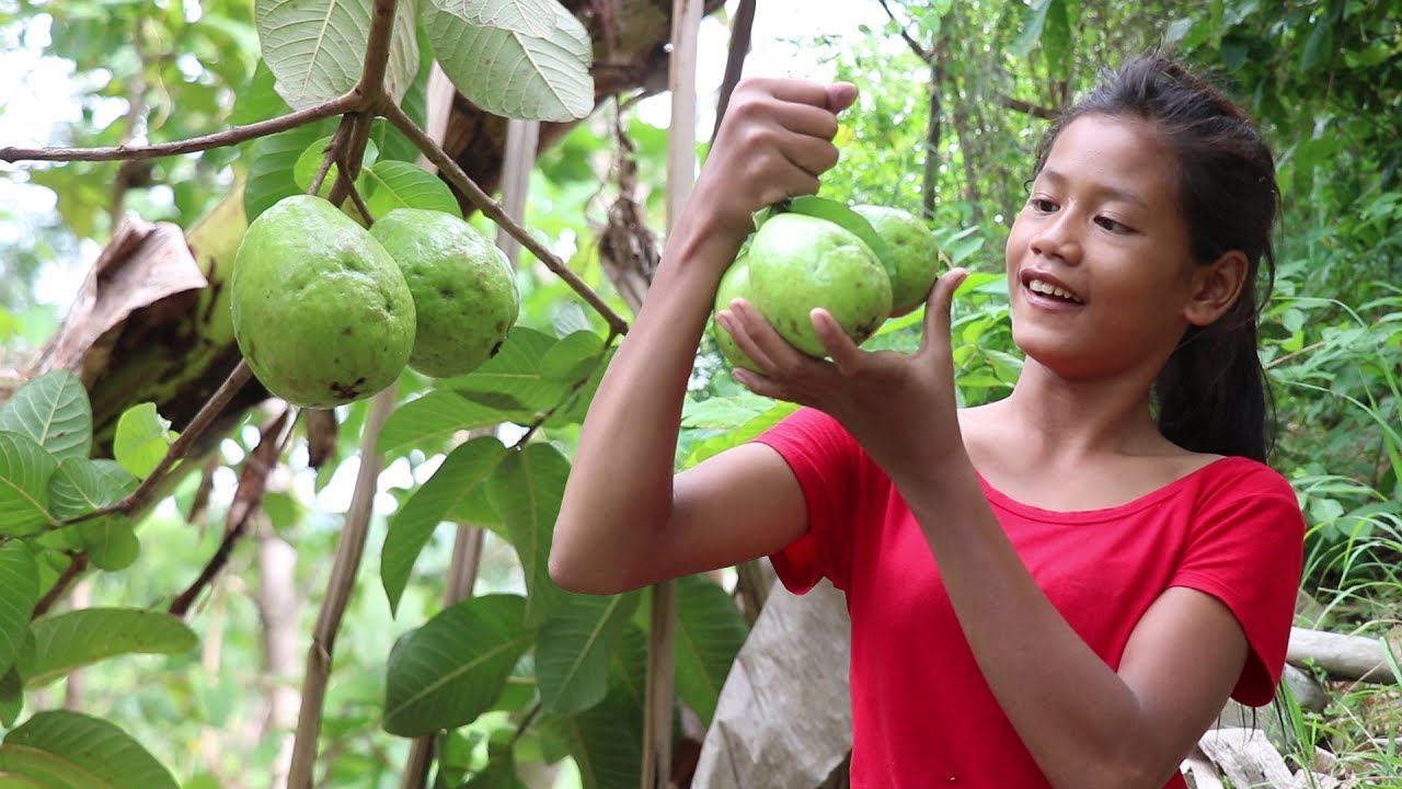 My Natural Food Find food in jungle and earned natural guava fruit for