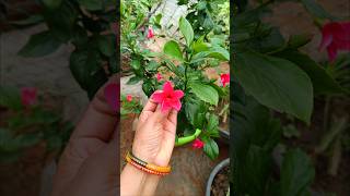 Ek Chhoti gamle Mein Kitna Sara gudhal Ka Phool Khila hai #gurhal #phool