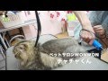 大阪 旭区 猫 トリミング シャンプー カット【チャチャくんのライオンカット風景♪】