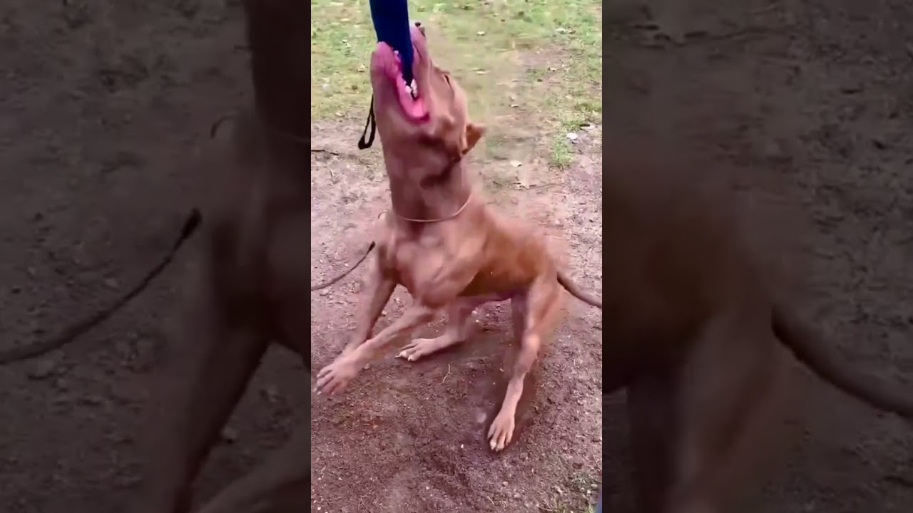 Spring pole training pitbull