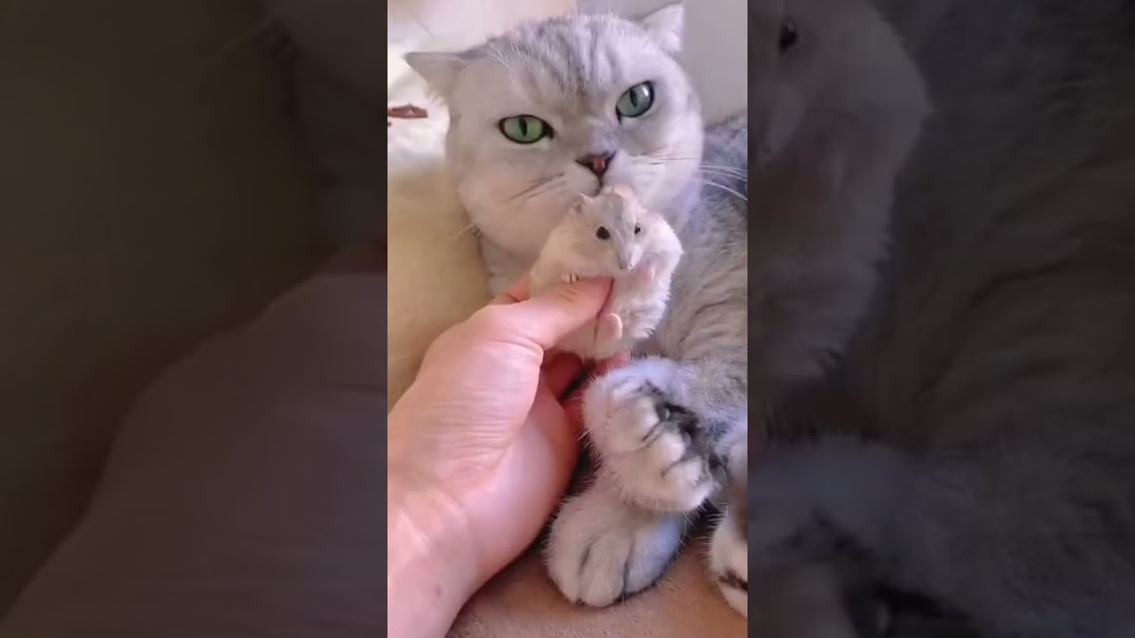 Cat and Rat Friendship