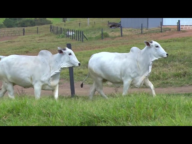 LOTE 74   WYM 477 435 mp4