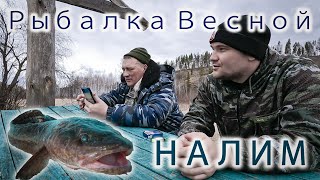 ЛОВЛЯ НАЛИМА ВЕСНОЙ НА ЗАКИДУШКИ!!! РЫБАЛКА С НОЧЕВКОЙ!!! С ТЕСТЕМ НА РЫБАЛКЕ!