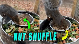 Two Squirrels Shuffling Their Snack Bowl While Attempting To Hold a Nut
