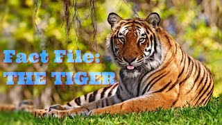 Amazing Facts about the Tiger (🐅  Stripes are unique)