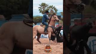 Mr Holland First x Darley Jr. 💥