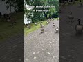 The Geese Have Decided