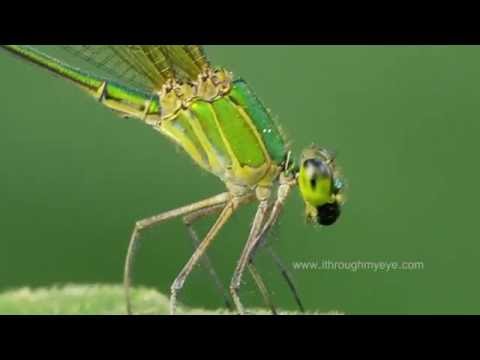 Damselfly having Lunch.