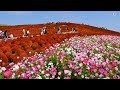 Colorful Flower Field - The Most Beautiful Flower Fields in the World