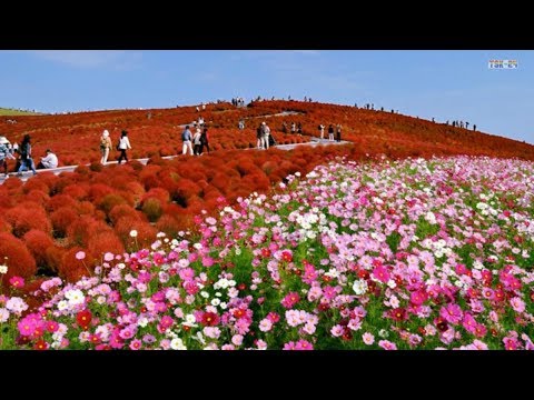 Colorful Flower Field The Most Beautiful Flower Fields In The World Youtube