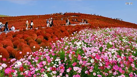 Colorful Flower Field - The Most Beautiful Flower Fields in the World