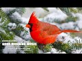Morning Relaxing Music 🌿 Classical Music For Relaxtation, Meditation, Study,   Stress Relief Music