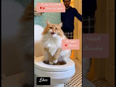  17 القطة في لايف بس شوفو ايش حصل 2026 اكسبلور ترند    ضحك قطط