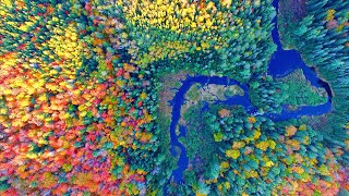 The Best Fall Colors - Autumn Foliage Video by Drone 4K