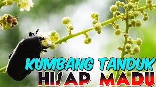 Kumbang Tanduk Di Bunga Kelengkeng