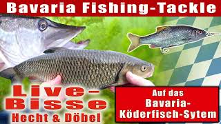 Hecht &amp; Döbel - Live-Bisse auf das Bavaria Köderfischsystem