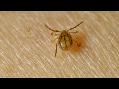 خیلی زود نیست که در مورد کنه ها صحبت کنیم