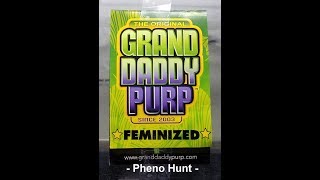 Grand Daddy Purple Pheno Hunt - Popping Seeds -