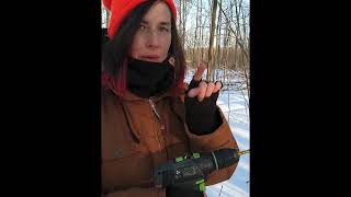 Before we can have pancakes... Tapping trees for maple syrup! | Woodland Homestead