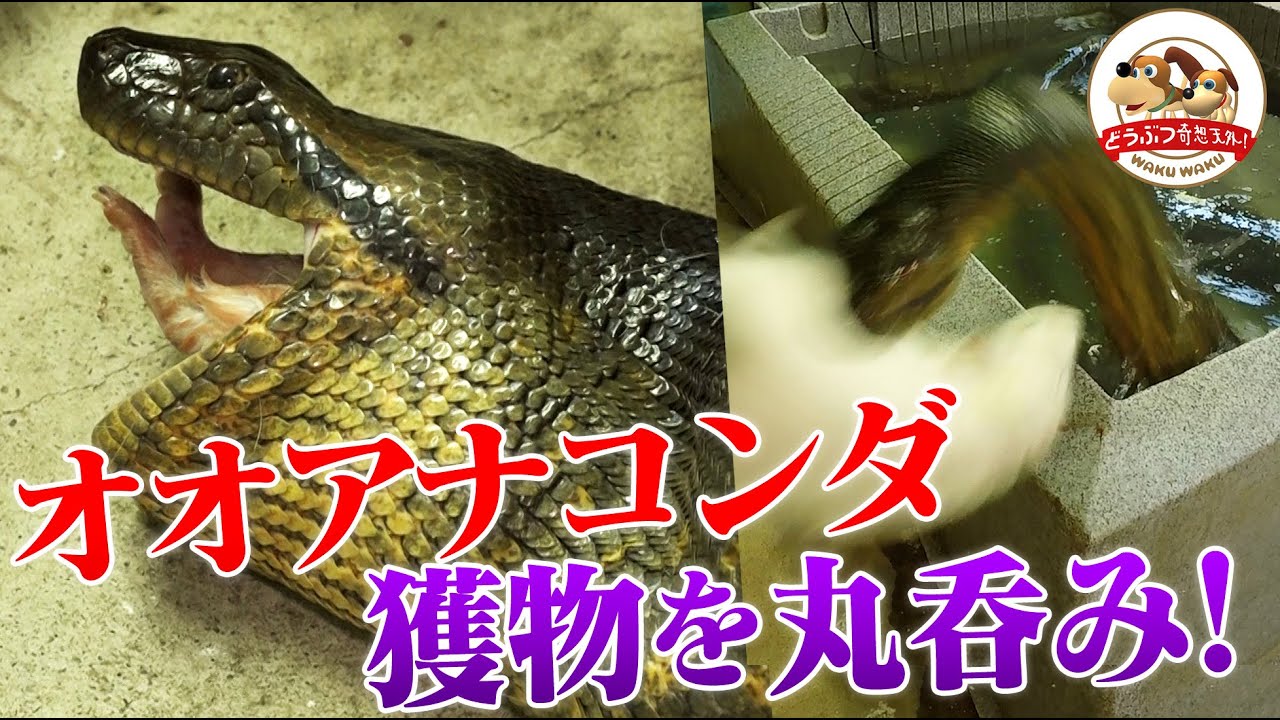 動物のおまんこ 閲覧注意】獲物を丸呑み!世界最大のヘビ・オオアナコンダの捕食シーン一部始終を撮影! 人間すら丸呑みできる体の秘密を解説【どうぶつ奇想天外/WAKUWAKU】 - YouTube