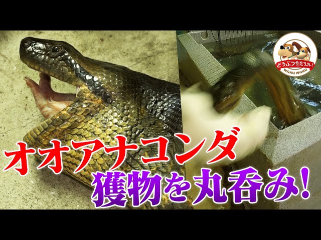 閲覧注意】獲物を丸呑み！世界最大のヘビ・オオアナコンダの捕食シーン
