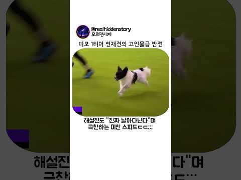 미모 1티어 천재견의 고인물급 반전 thumbnail