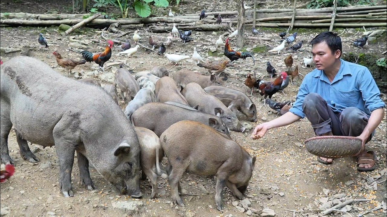 Роберт продал своих свиней, кур и голубей, готовясь к свадьбе с Май. Жизнь в зелёном лесу.