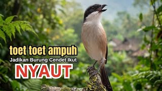 Masteran suara burung CENDET Gacor Full isian pacingan super mewah 