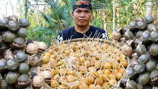 Jengkol pendam masak sambel nyemek bakwan beweh hasil panen dikebun