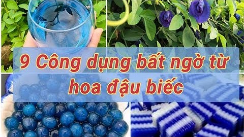 9 Công dụng bất ngờ từ hoa đậu biếc| Làm đẹp, sức khoẻ ngăn ngừa ung thư, tăng miễn dịch...
