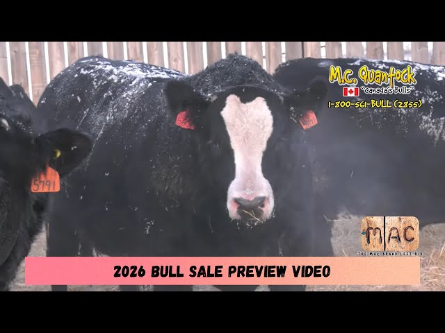 2026 M.C. Quantock Bull Sale Preview - Full Length