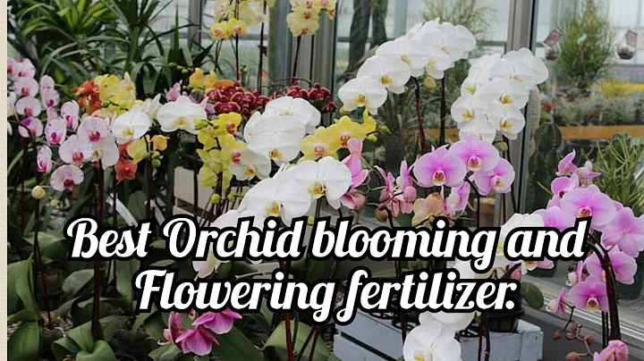 Best Orchid Fertilizers for Flowering and growth ! Orchid Care ! Orchid blooming fertilizer.