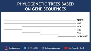 Build Phylogenetic Trees based on Gene Sequences | Bioinformatics Tutorial for Beginners