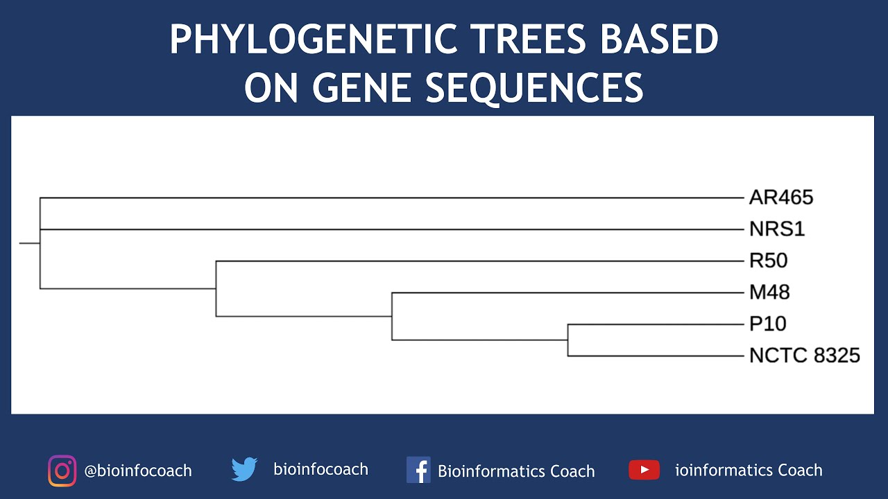 biopython tutorial: making phylogenetic trees in... Build Phylogenetic Trees based on Gene Sequences | Bioinformatics ...